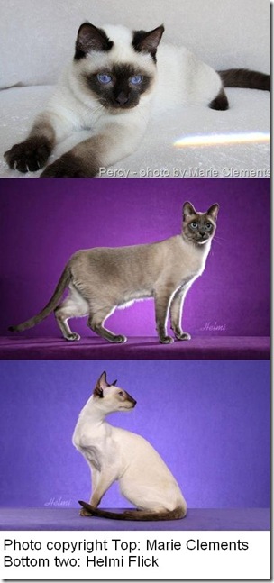 traditional-classic-thai-modern-siamese-cats-2