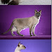 Guide Siamese cat pic