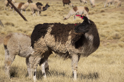 Un lama - Les boucles d'oreilles en laine servent à identifier le troupeau