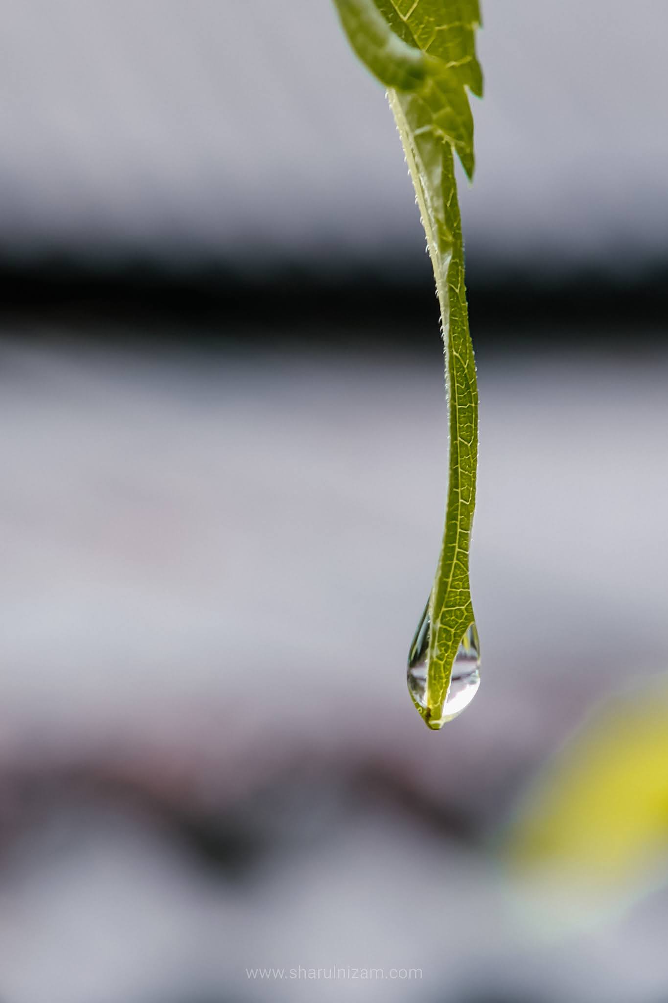 Gambar Titisan Embun (Droplets Macro Photography)