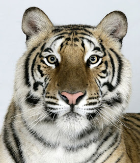 Royal Bengal Tigers Pictures