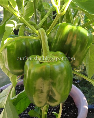 green bell pepeers (4)