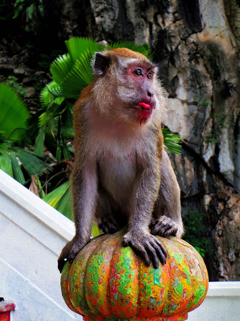 Batu Caves scimmie