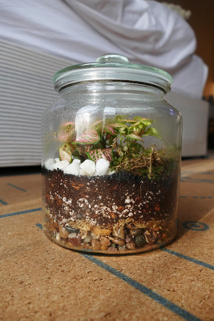 How To Build Your Own Terrarium At Home, DIY Terrariums Shop Review, DIY Terrariums Shop etsy, terrarium kits cheap uk, terrarium kit uk, closed terrarium kit, etsy terrarium kit