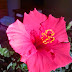 Today's Flowers:  The Hibiscus Comes Inside