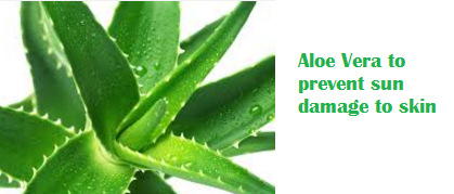 Aloe Vera to prevent sun damage to skin