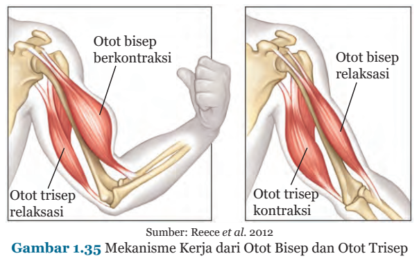 Gambar 1.35 Mekanisme Kerja dari Otot Bisep dan Otot Trisep 