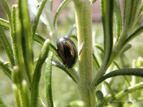 Escarabajo en una planta de romero