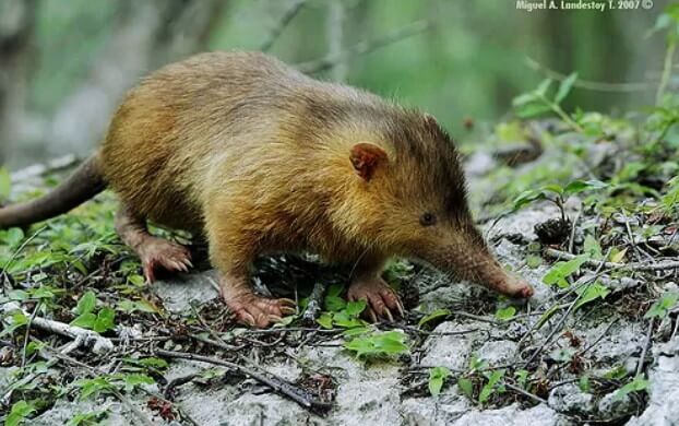 cuban solenodon