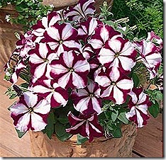 petunia_primetime_burgundy_star_2