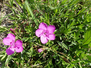 Oeillet à delta - Dianthus deltoides - Oeillet couché - Oeillet glauque