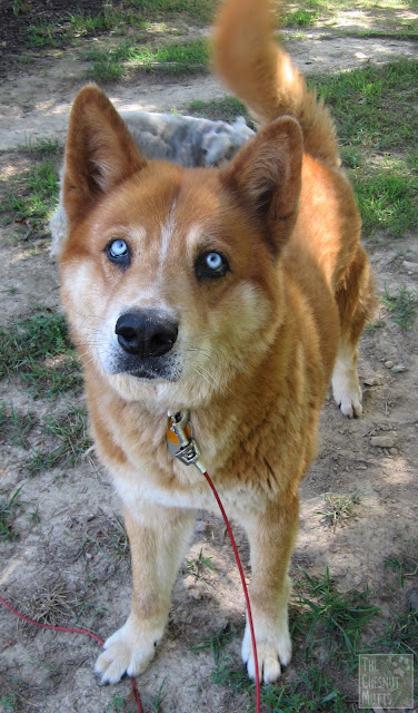 Jake the chow mix