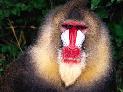 Baboon wallpaper