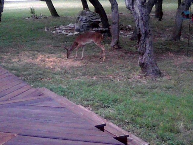 Deer in backyard image