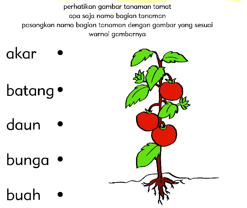 Kumpulan Soal Pelajaran Anak Tk B Terlengkap Materi Belajar