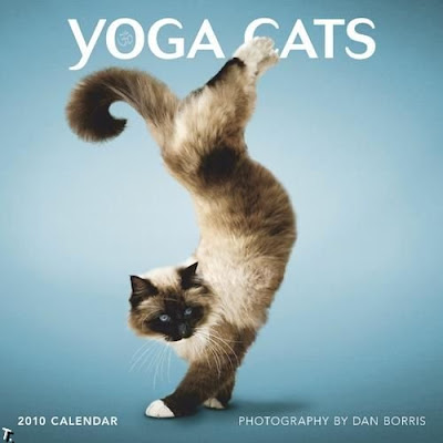yoga with cat
