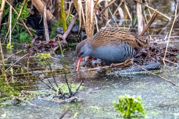 Water rail