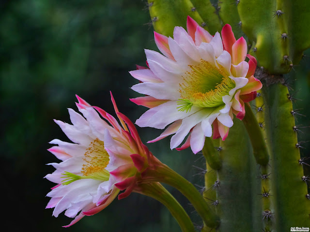 Cactus Flowers