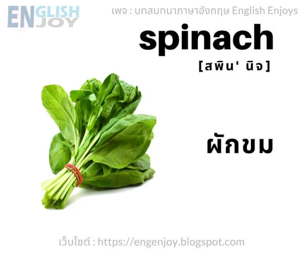 คําศัพท์ภาษาอังกฤษ ผัก - Spinach (ผักขม)_Vegetables