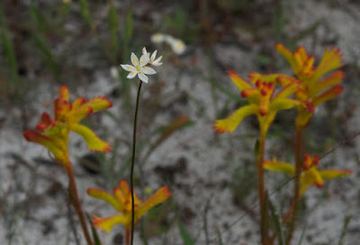 Burchardia sp and Common Catspaw