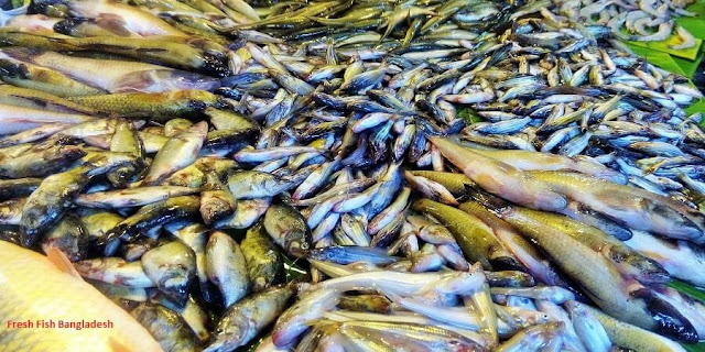 Fresh Fish in Bangladesh