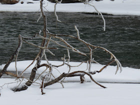 snow covered branches