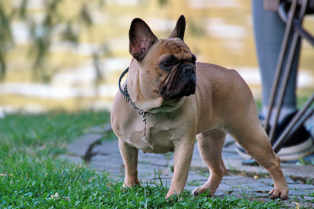 French Bulldog