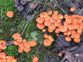 orange mushroom