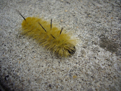 MucknMire: Yellow hairy caterpillar with a few black hairs ...