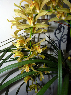 Cymbidium gammieanum - Gammie's Cymbidium care and culture