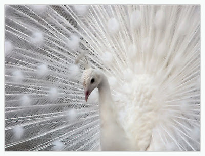 At the local playbarn there is a white peacock