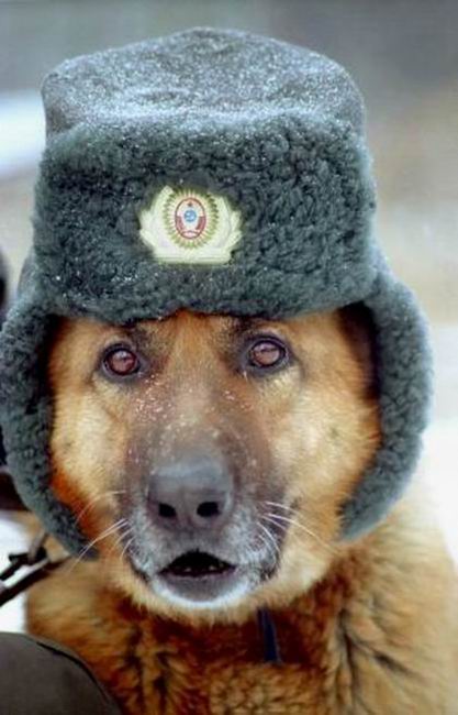 funny-dog-with-hat-3