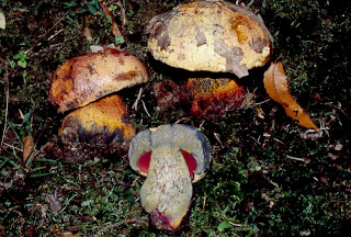 Hongo de vaca - Boletus luteocupreus