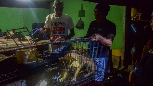 Pecinta Hewan Selamatkan Anjing Hamil dari Rumah Jagal di Riau