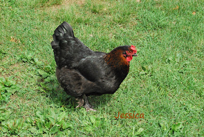 hen on a farm