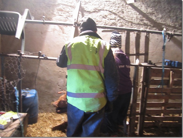 milkin cows 018