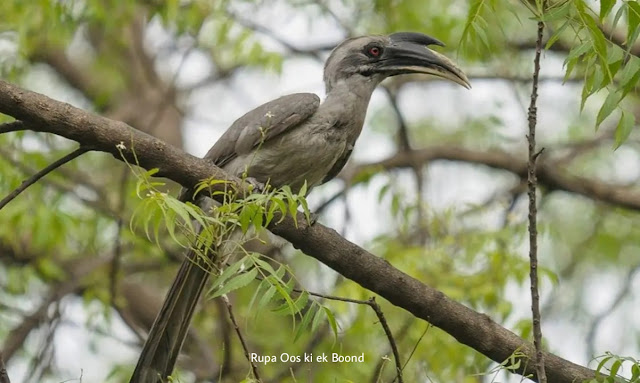 https://rupaaooskiekboond.blogspot.com/2023/09/state-bird-of-chandigarh-indian-grey.html