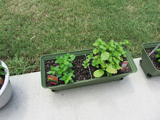 Gardening with Bobbins of Basil | bobbinsofbasil.blogspot.com