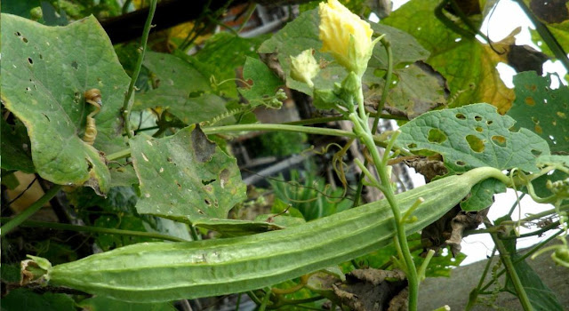 Luffa Vitamin Vegetable In Your Diet Helps Skin Blood Eyes