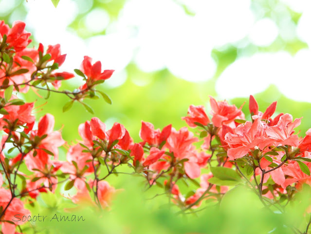 Rhododendron kaempferi