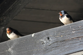 Barn Swallows