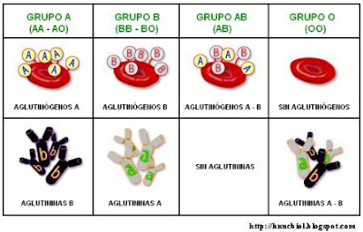 antígenos y aglutininas de cada grupo sanguíneo