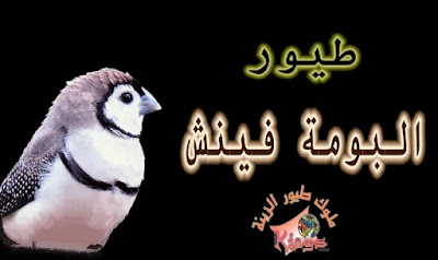 كل شيئ عن عصافير البومة فينش