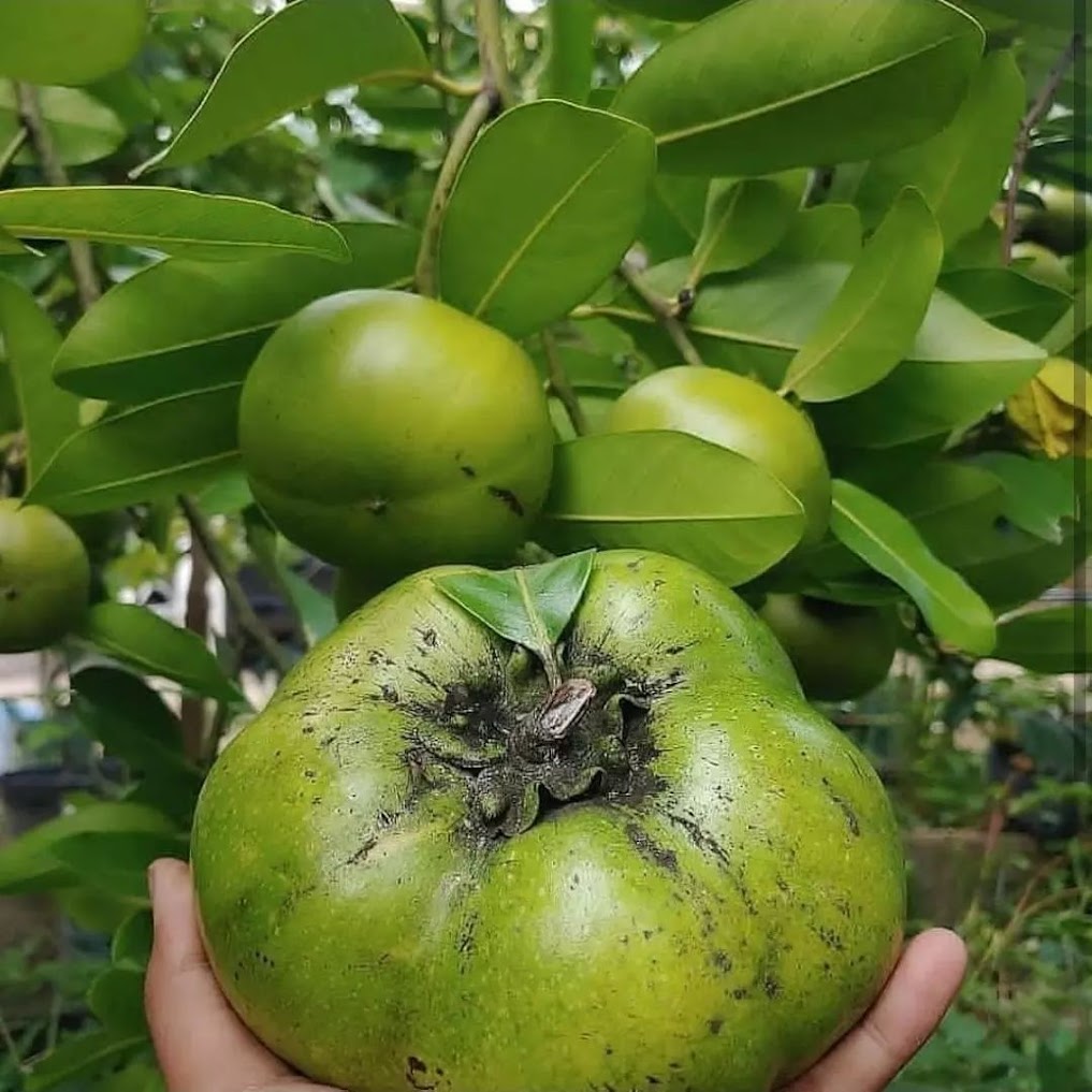 sawo hitam di lampung