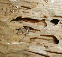 San Antonio Termite Inspections  