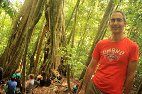 Ficus tree en Monteverde