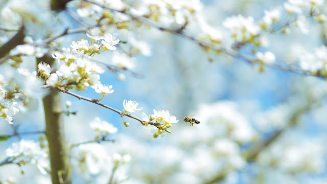 blossoms and bee