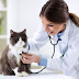 How Often Should I Take My Cat to the Vet?