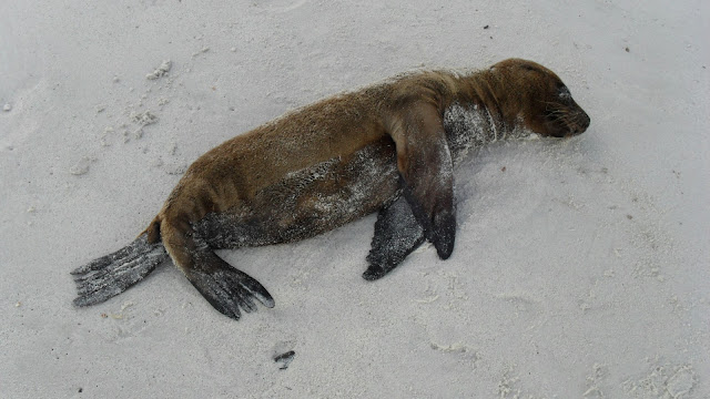 Sea lion in Espanola island