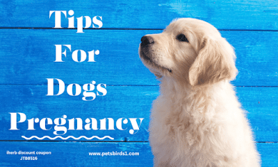 Dogs | How long are dogs pregnant?